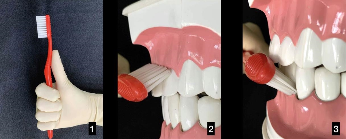 正確刷牙方式 | 衛教單張 - 中國醫藥大學附設醫院 第 2張圖片